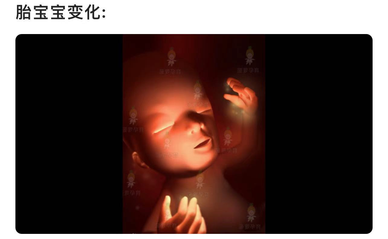 五个半月胎儿图片（怀孕5个月的胎儿会是什么样子呢？怀孕5个月孕妈妈肚子有多大？） | 说明书网